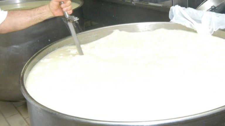 Latte annacquato per le caciotte di Urbino dop: “Va pagato la metà”